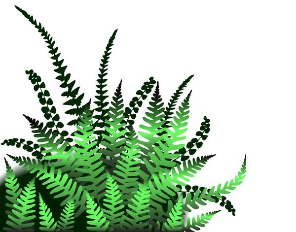 Green ferns — Stock Vector