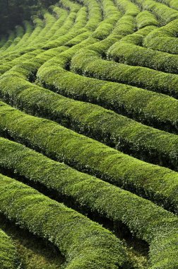 Green Tea Fields clipart