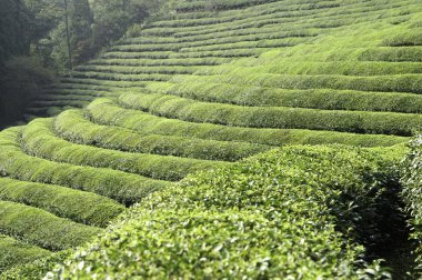 Green tea fields clipart