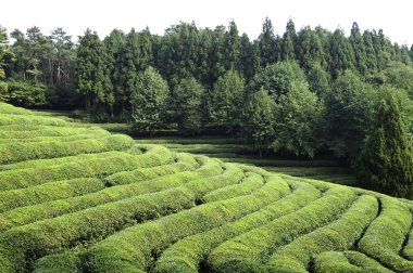 Green tea field clipart