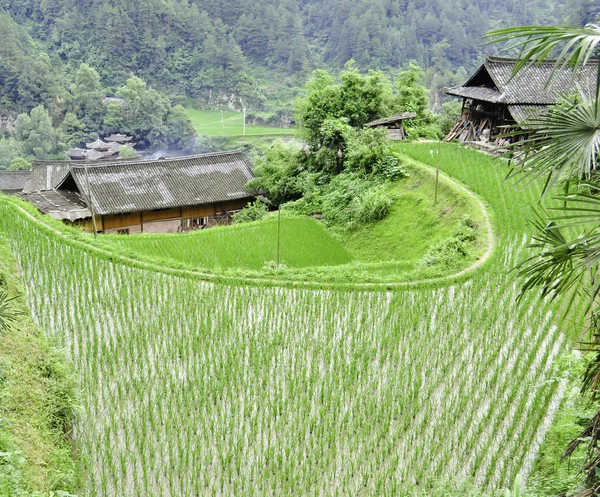 Rice Terrace village — Stock Photo, Image