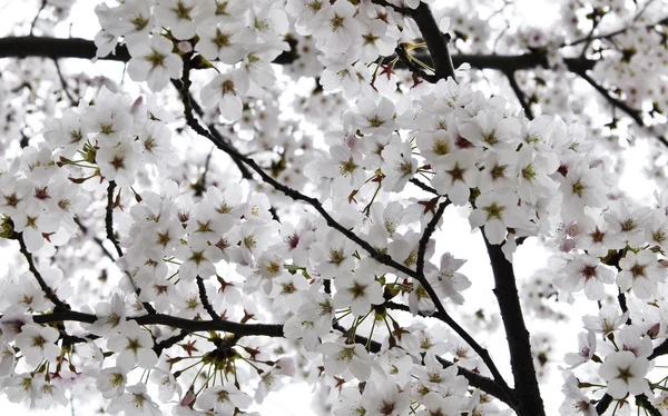 stock image Blooming Cherry tree