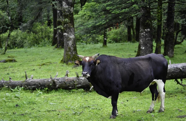 Duże byka w lesie — Zdjęcie stockowe