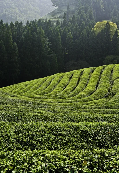 Pole zielonej herbaty — Zdjęcie stockowe