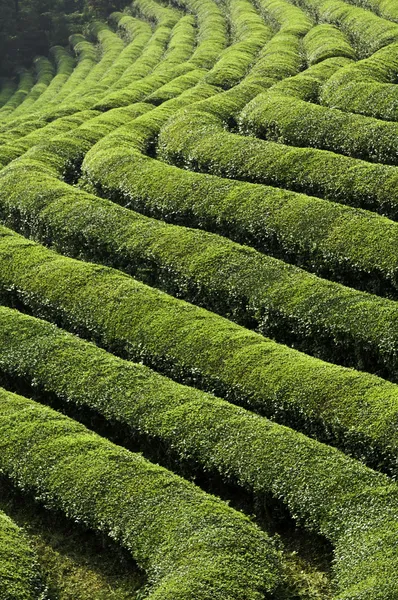 Campos de té verde — Foto de Stock