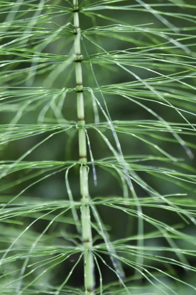 녹색 식물 줄기 — 스톡 사진
