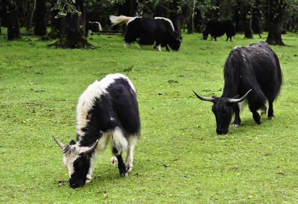 Pâturage de yaks — Photo