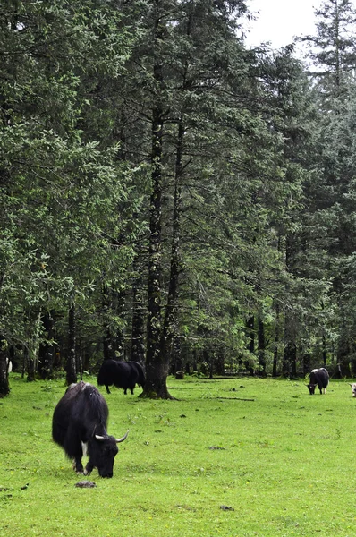 Pâturage de yak dans la prairie — Photo