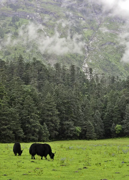 Pâturage de yak dans la prairie — Photo