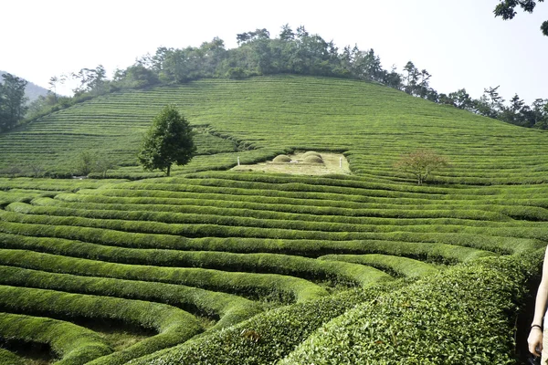 Linhas de chá verde — Fotografia de Stock