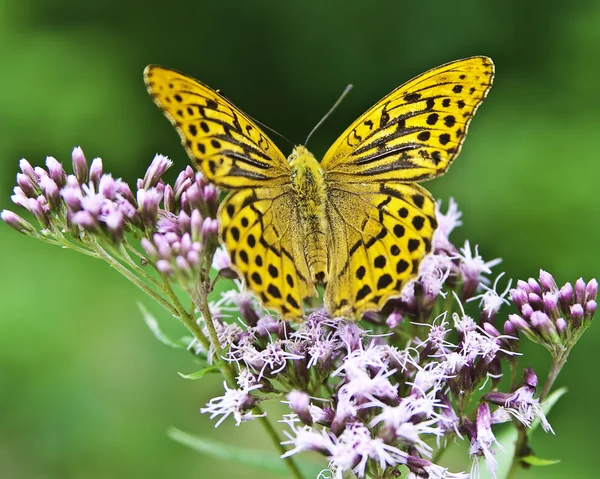 stock image Orange and black butterflyb