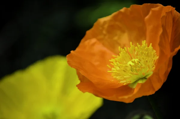 Oranje en gele bloem — Stockfoto