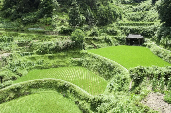 Terraços de arroz chinês — Fotografia de Stock