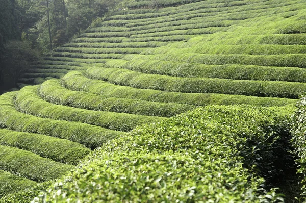 Campos de chá verde — Fotografia de Stock