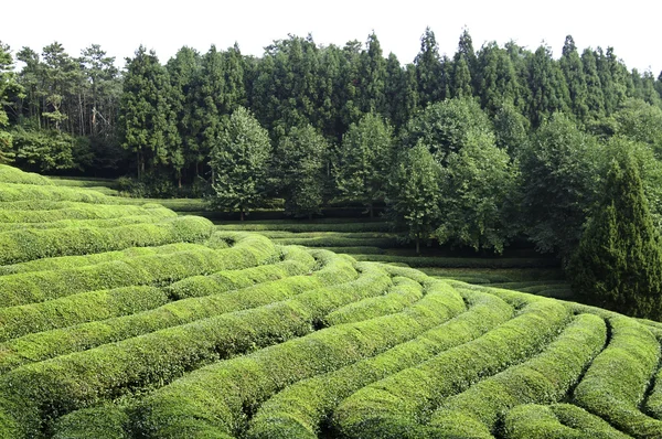 Yeşil çay tarlası — Stok fotoğraf