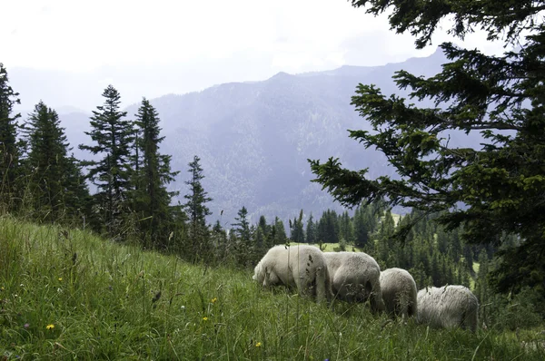 Rebaño de ovejas en los pastos europeos —  Fotos de Stock