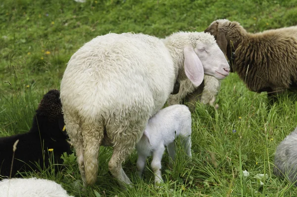 Mother feeding baby lamb — Stock Photo, Image