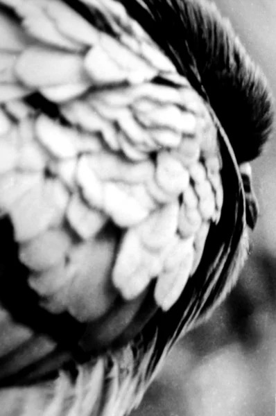 Primo piano in bianco e nero di un piccione — Foto Stock