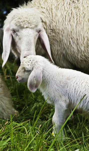 Mère Moutons avec bébé agneau Images De Stock Libres De Droits