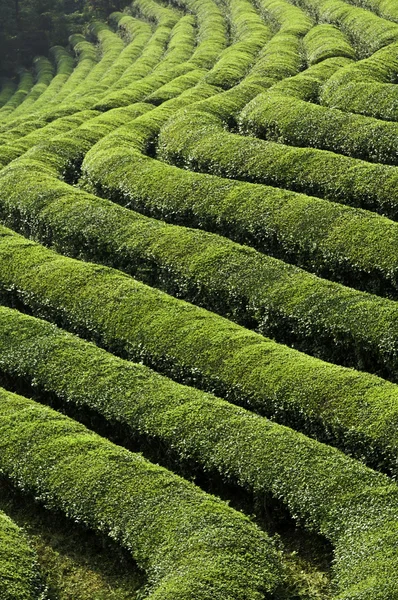 Zöld tea-mezők Stock Fotó