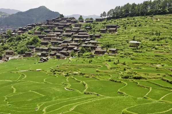 Terrazze di riso Foto Stock