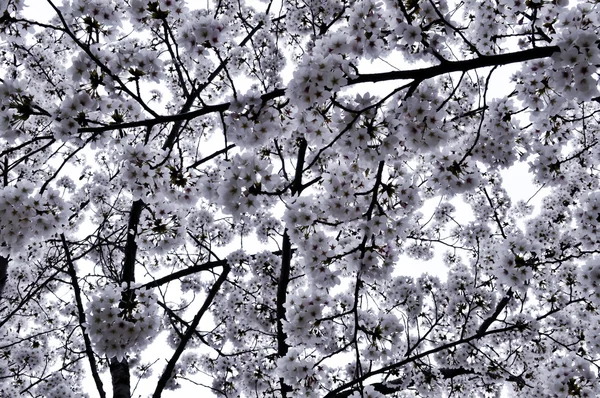 Flores de cerejeira Imagens De Bancos De Imagens