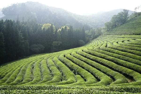Rangées de thé vert Photos De Stock Libres De Droits