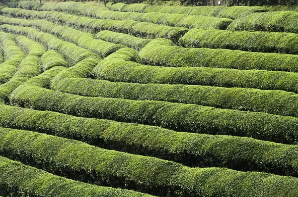 Terrain de thé vert terrasse Photos De Stock Libres De Droits