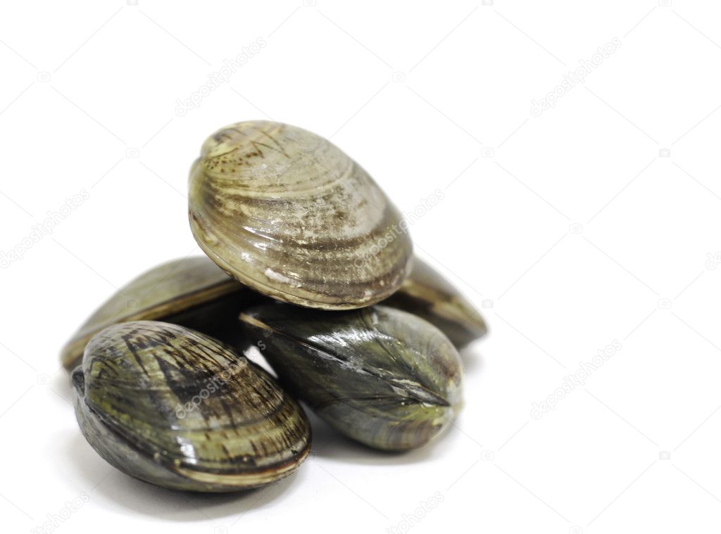 Clam shells
