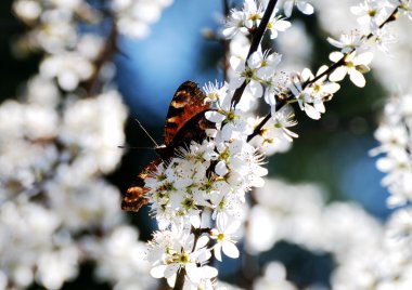 Butterfly in white blossoms. clipart