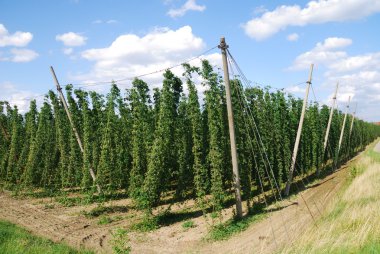 Growing hop clipart