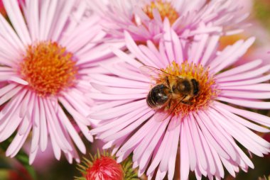 pembe aster çiçekler içinde oturan arı.