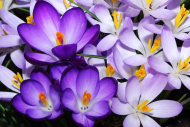 Crocus flowers clipart