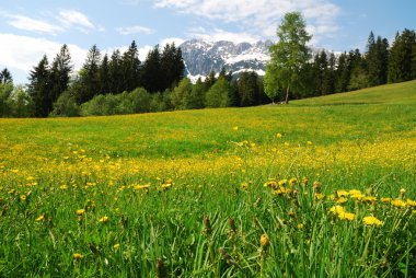 Wilder Kaiser