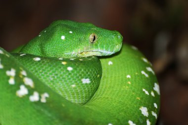 Yeşil ağaç python