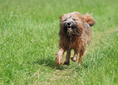 Tibet terrier köpek