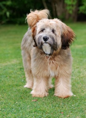 Tibet terrier köpek