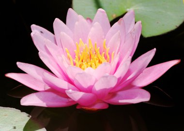 pembe lotus