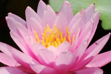 pembe lotus