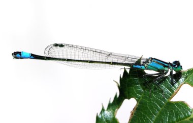 Blue damselfly clipart