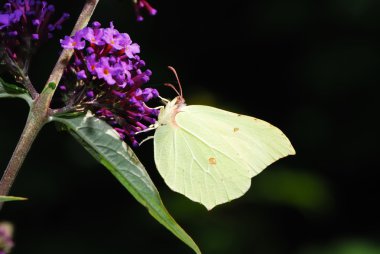 Brimstone kelebek