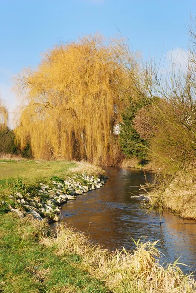 Weeping willow — Stock Photo, Image