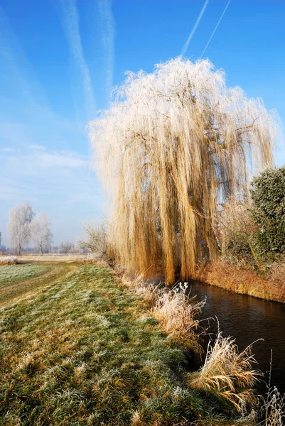Wheeping willow — Stockfoto