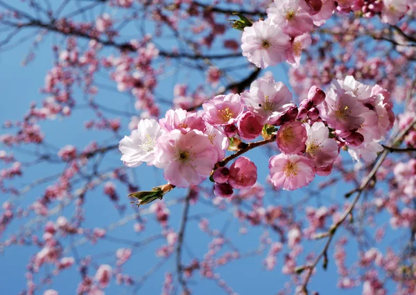 stock image Cherry blossoms