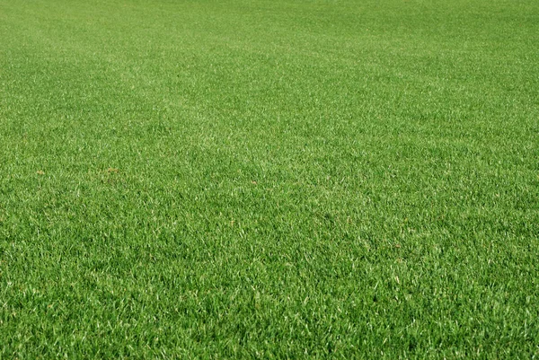 Green golf grass — Stock Photo, Image