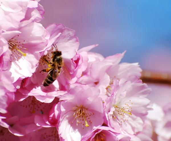 Třešňové květy s včelami — Stock fotografie