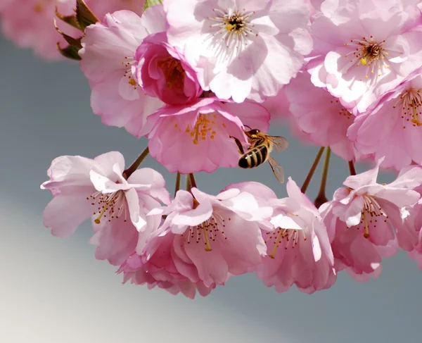 蜂のいる桜 — ストック写真