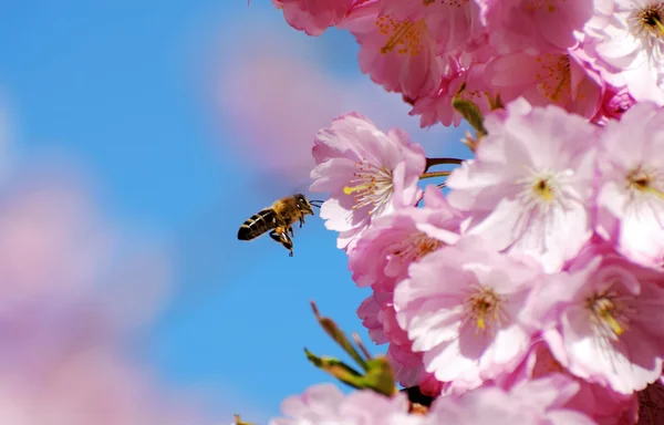 蜂の飛行 — ストック写真
