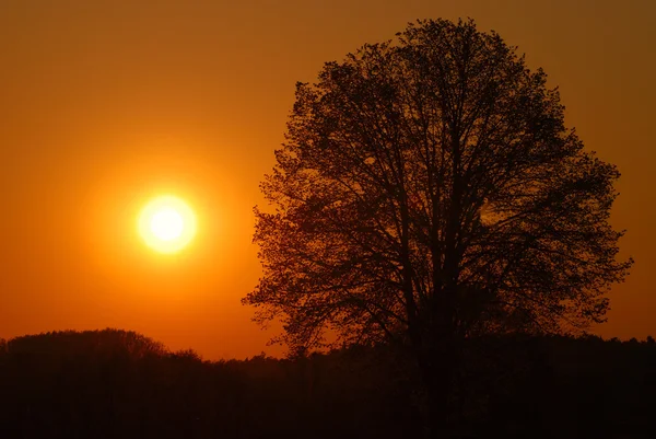Gün batımında ağaç — Stok fotoğraf