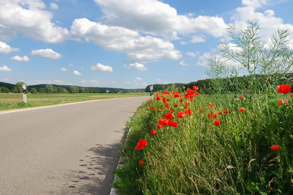 Stock image Poppies